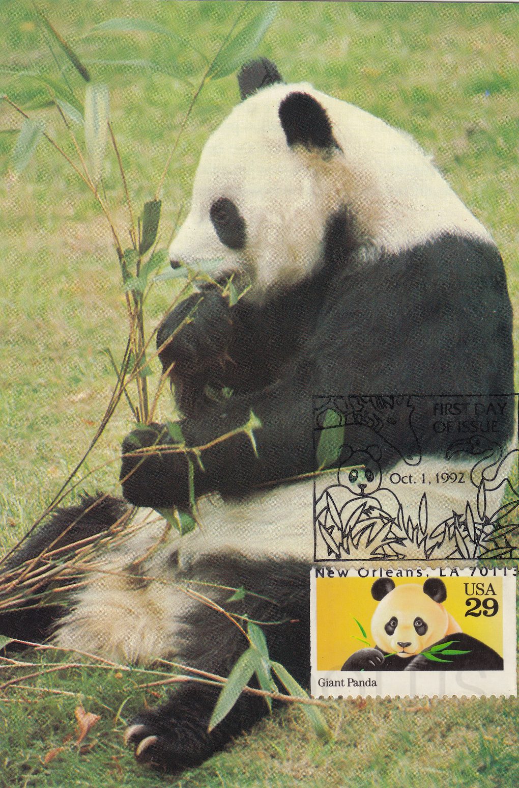 Giant Panda