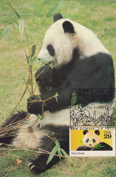 Giant Panda